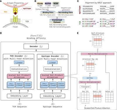 ATM-TCR: TCR-Epitope Binding Affinity Prediction Using a Multi-Head Self-Attention Model